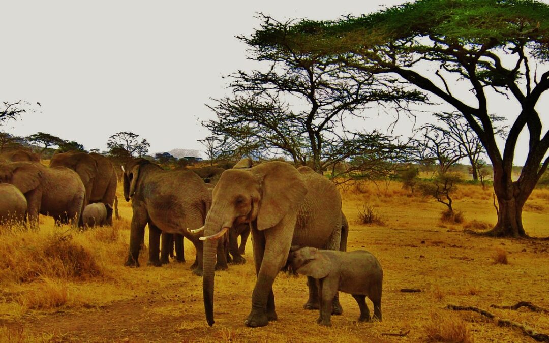 Tanzania Adventure Tours, 6 Days