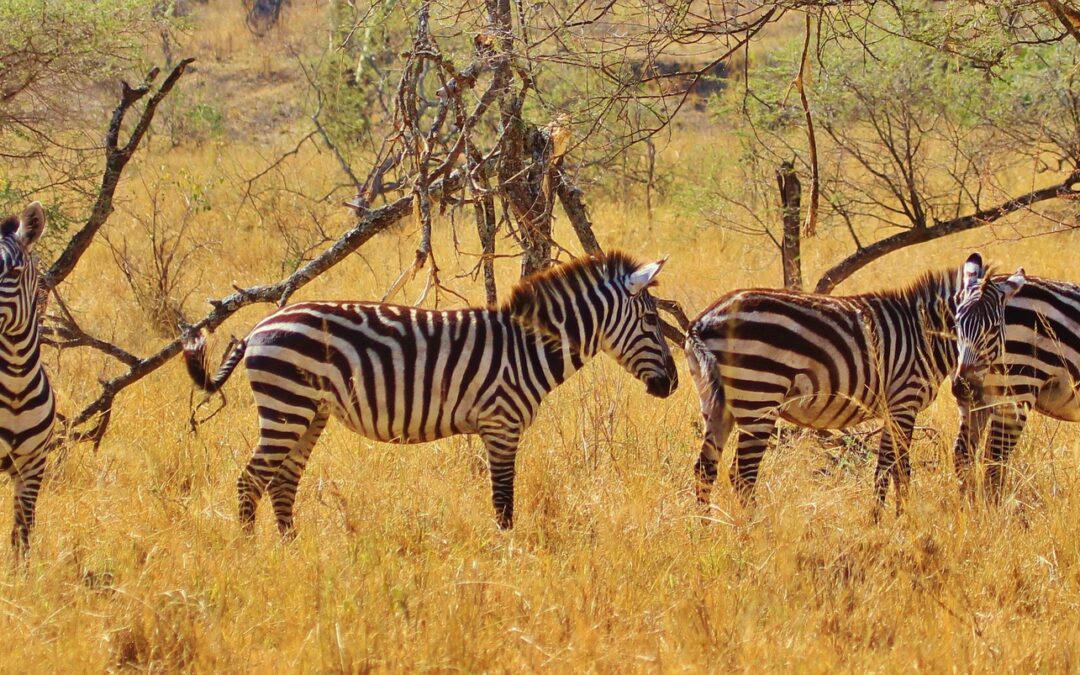 Northern Tanzania Classic Safaris, 5 Days