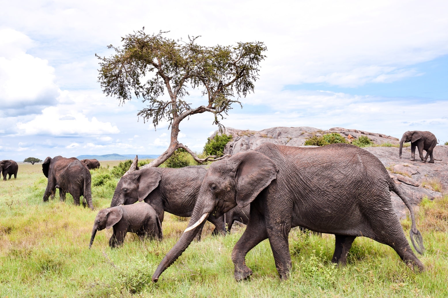 Tanzania Photographic Safari, 14 Days