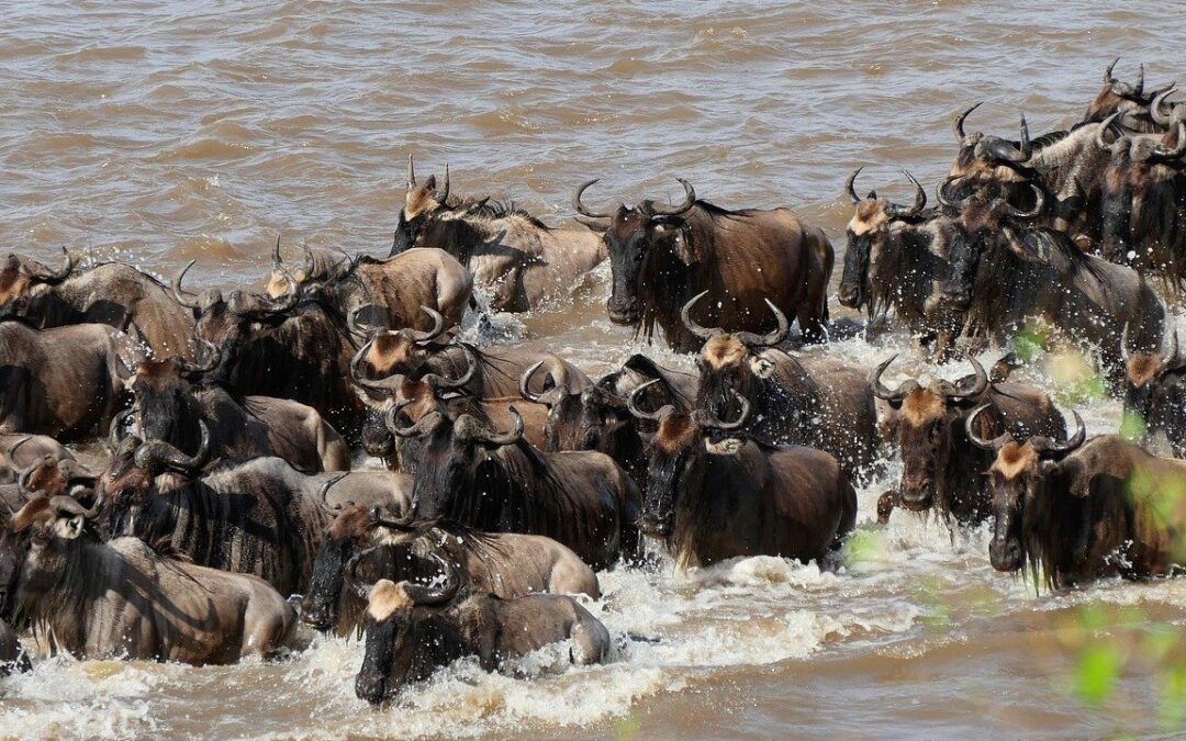 Serengeti Great Migration Safari, 4 Days