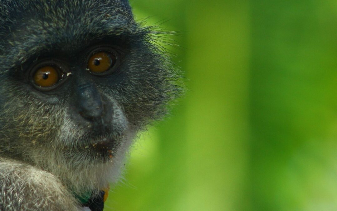 Jozani – Chwaka Bay National Park Day Tour