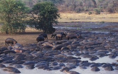 Katavi National Park