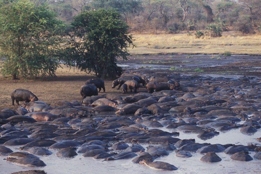 Katavi National Park