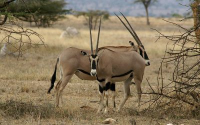 Mkomazi National Park