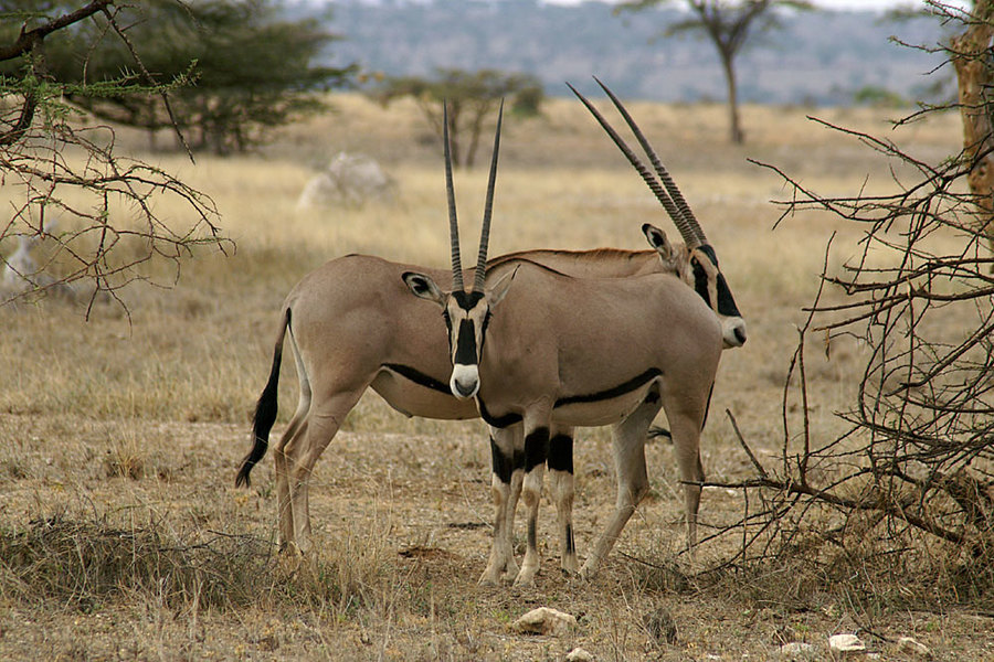 Mkomazi National Park