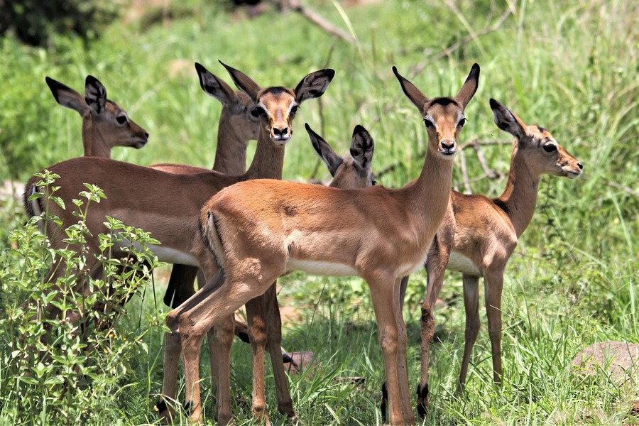 Arusha National Park