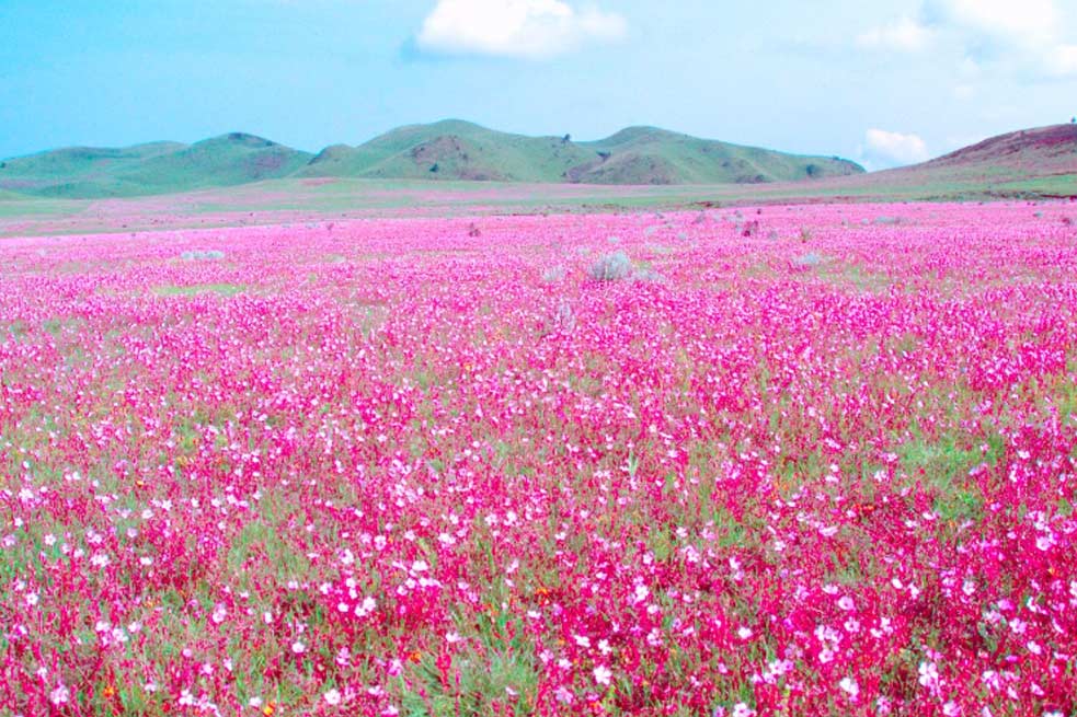 Kitulo National Park